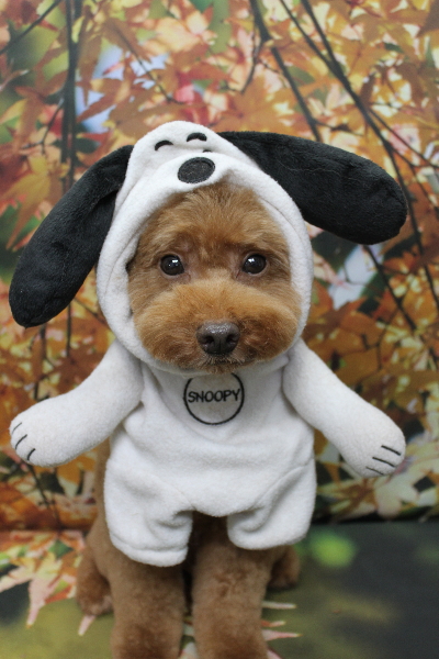 千葉県船橋市のトイプードルのトリミング画像