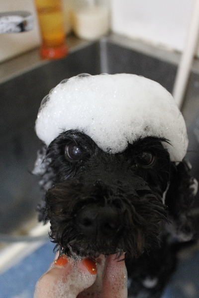 千葉県松戸市のトイプードルのシャンプー画像