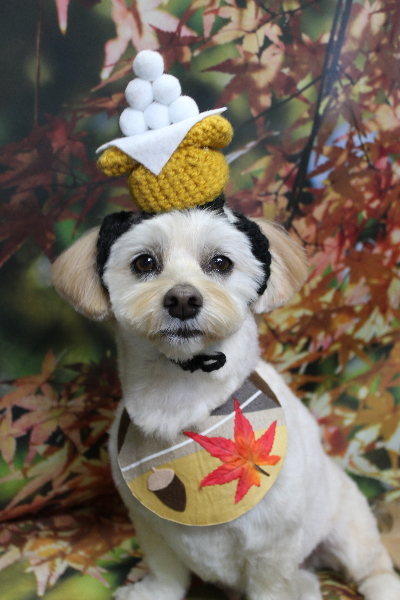 千葉県鎌ケ谷市のミックス犬のトリミング画像