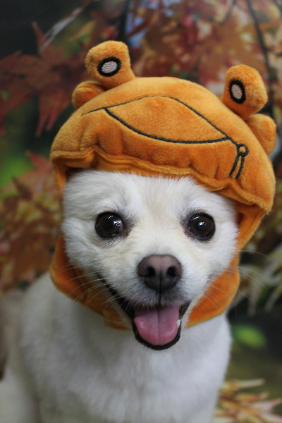 東京都港区のポメラニアンのトリミング画像