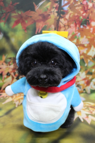 千葉県鎌ヶ谷市のトイプードルのトリミング画像