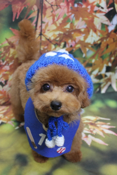 千葉県鎌ケ谷市トイプードルのトリミング画像