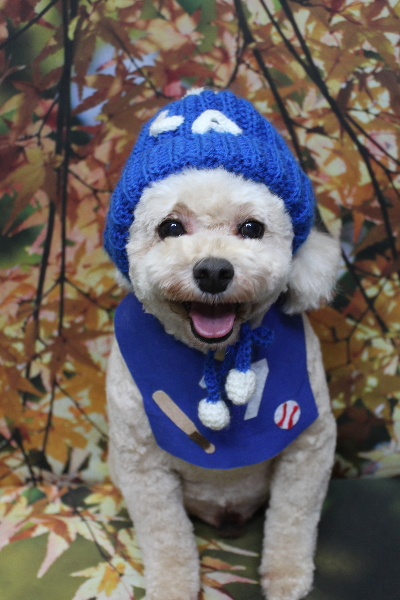 千葉県鎌ケ谷市のトイプードルのトリミング画像