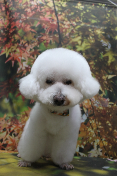 千葉県鎌ケ谷市のビションフリーゼのトリミング画像