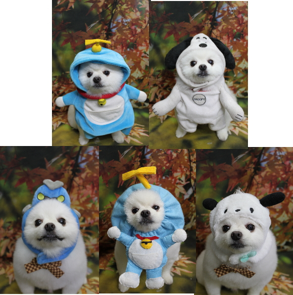 千葉県船橋市のポメラニアンのトリミング画像