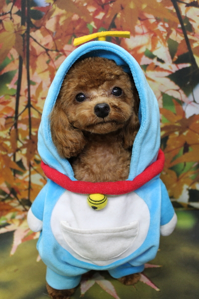 千葉県船橋市のトイプードルのトリミング画像