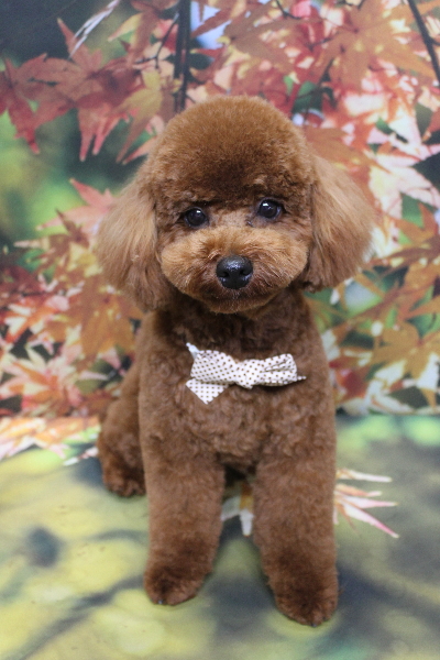 千葉県鎌ヶ谷市のトイプードルのトリミング画像