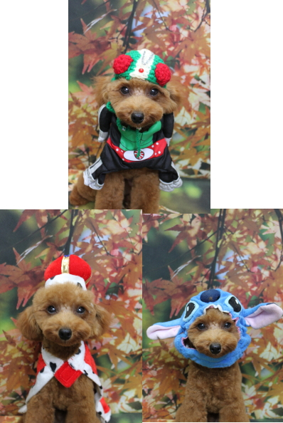 千葉県船橋市のトイプードルのトリミング画像