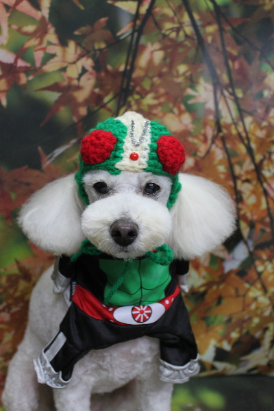 千葉県鎌ヶ谷市のトイプードルのトリミング画像