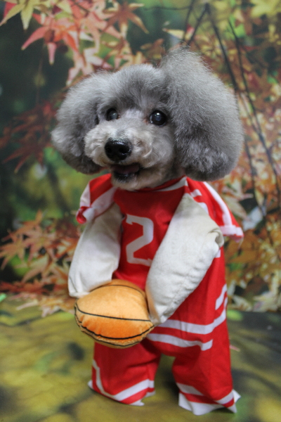 千葉県船橋市のトイプードルのトリミング画像