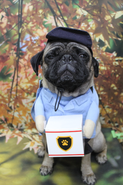 千葉県鎌ケ谷市のパグのトリミング画像