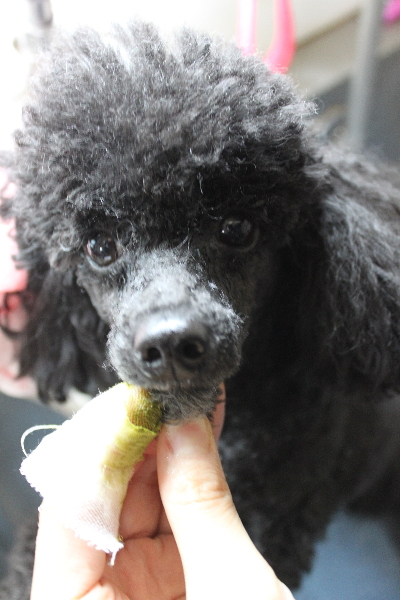 千葉県鎌ヶ谷市のトイプードルの歯磨き画像