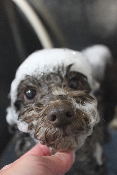 千葉県市川市のトイプードルのシャンプー画像