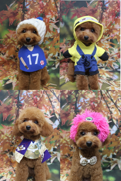 千葉県船橋市のトイプードルのトリミング画像