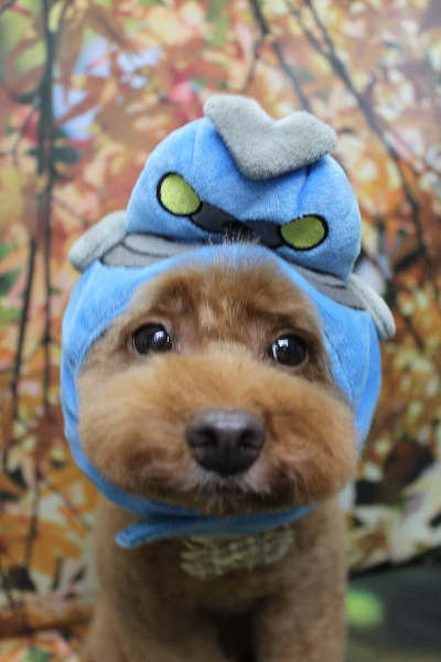 千葉県船橋市のトイプードルのトリミング画像