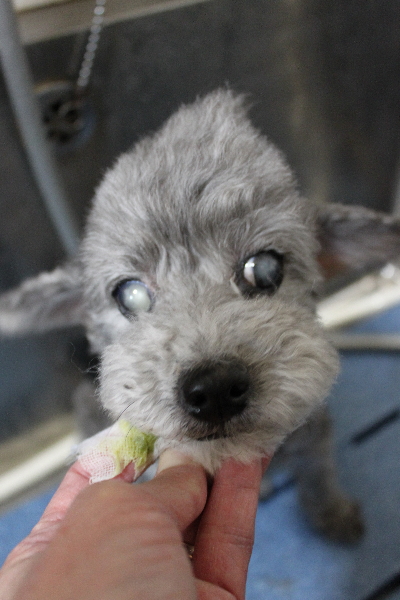 千葉県船橋市のトイプードルの歯磨き画像