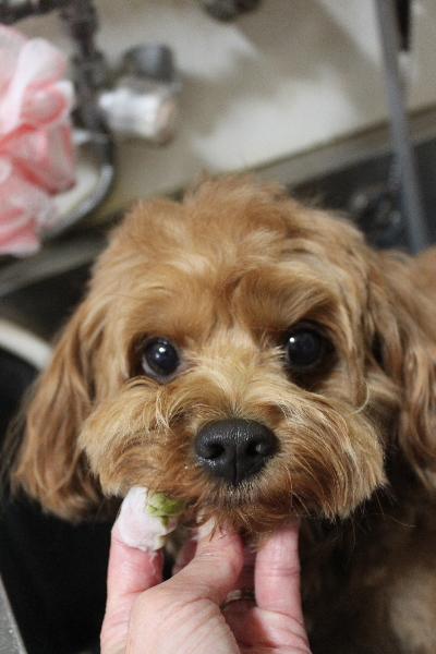 千葉県鎌ケ谷市のミックス犬の歯磨き画像
