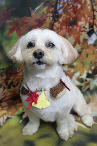 千葉県鎌ケ谷市のミックス犬のトリミング画像