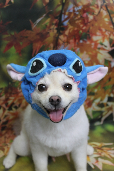 東京都港区のポメラニアンのトリミング画像