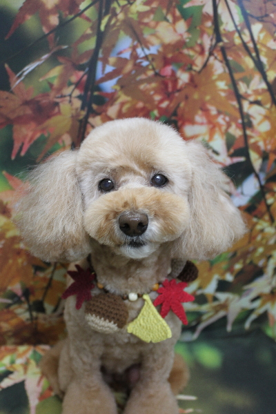 千葉県松戸市のトイプードルのトリミング画像