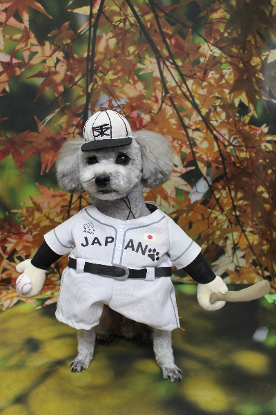 千葉県船橋市のトイプードルのトリミング画像