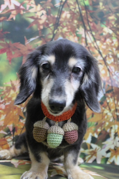 千葉県鎌ヶ谷市のミニチュアダックスのトリミング画像