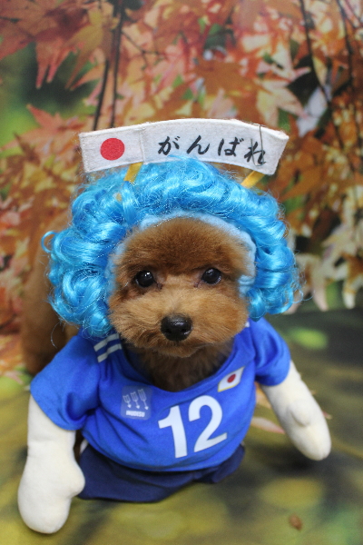 千葉県鎌ケ谷市トイプードルのトリミング画像