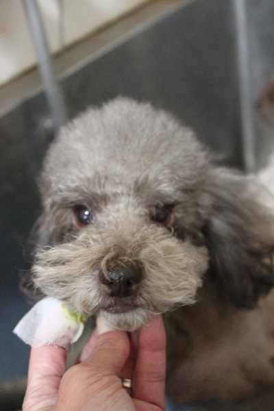 千葉県鎌ケ谷市のトイプードルの歯磨き画像