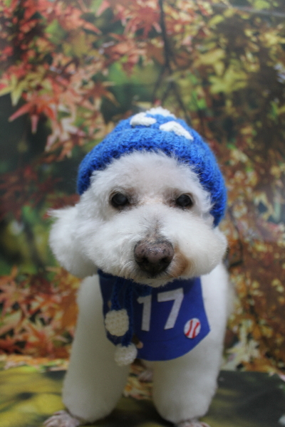 千葉県鎌ケ谷市のビションフリーゼのトリミング画像