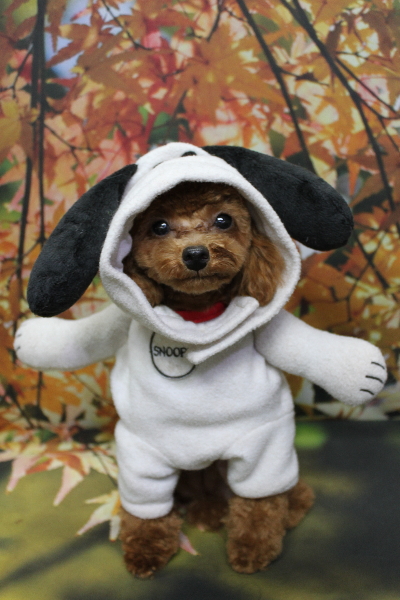 千葉県船橋市のトイプードルのトリミング画像