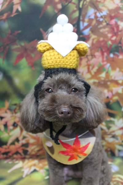 千葉県市川市のトイプードルのトリミング画像