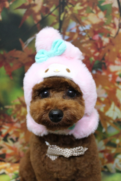 千葉県鎌ヶ谷市のトイプードルのトリミング画像