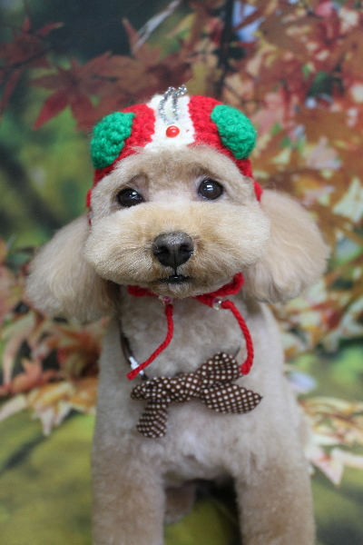 千葉県船橋市のトイプードルのトリミング画像