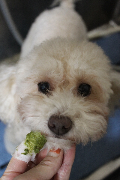 千葉県船橋市のトイプードルの歯磨き画像