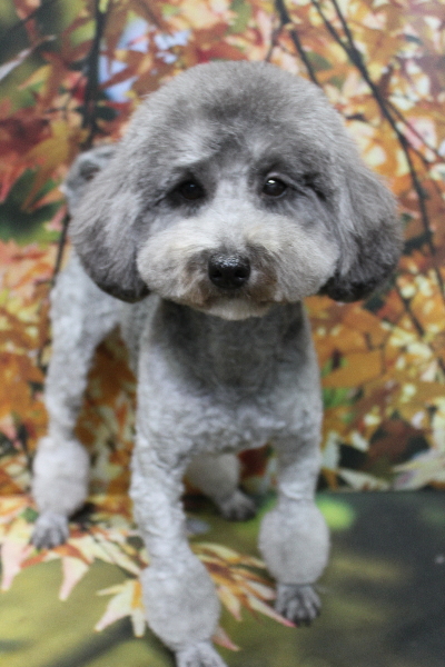 トイプードルブリーダーの成犬、トリミング画像