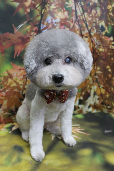 千葉県松戸市のトイプードルのトリミング画像