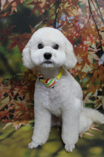 千葉県松戸市のミックス犬のトリミング画像