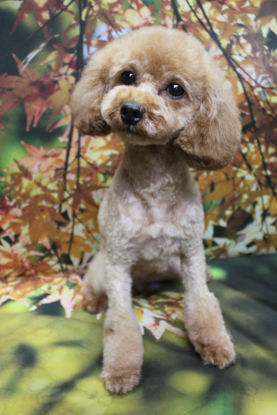 トイプードルブリーダーの成犬、トリミング画像