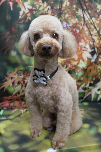 千葉県船橋市のトイプードルのトリミング画像