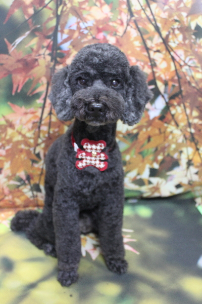 千葉県松戸市のトイプードルのトリミング画像