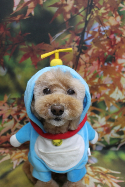 千葉県松戸市のトイプードルのトリミング画像