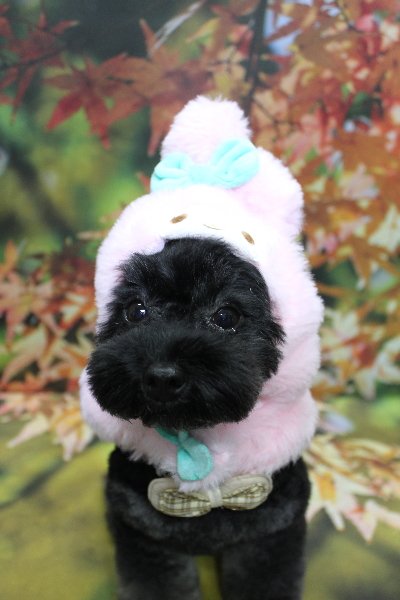 千葉県鎌ヶ谷市のトイプードルのトリミング画像