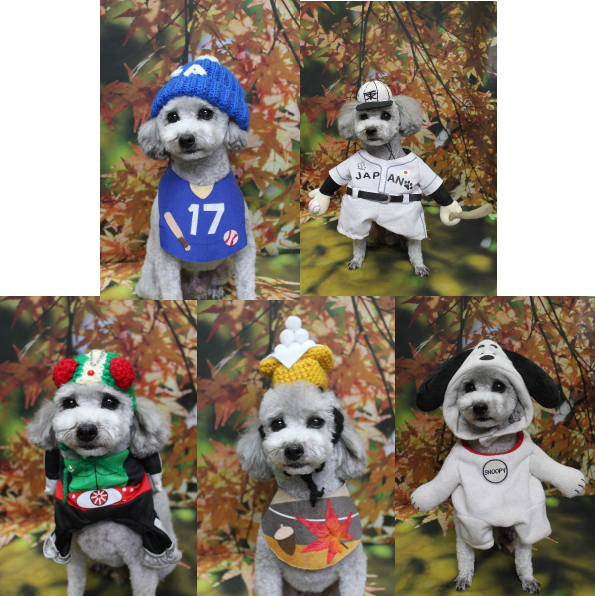 千葉県船橋市のトイプードルのトリミング画像