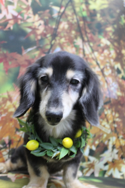 千葉県鎌ヶ谷市のミニチュアダックスのトリミング画像