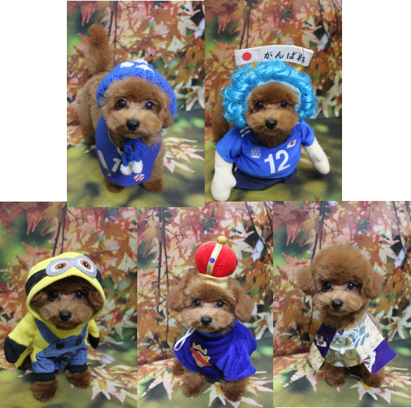 千葉県鎌ケ谷市トイプードルのトリミング画像