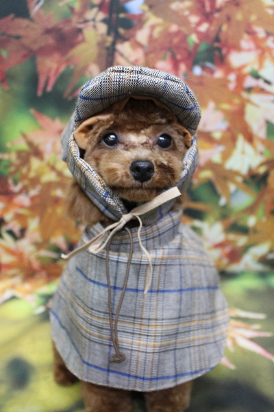 千葉県船橋市のトイプードルのトリミング画像