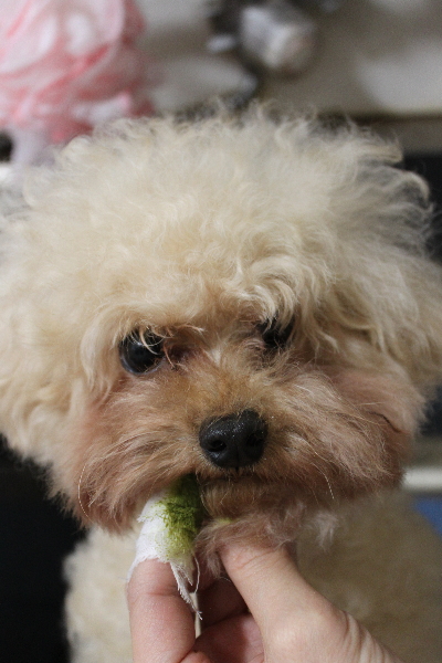 千葉県鎌ケ谷市のトイプードルの歯磨き画像