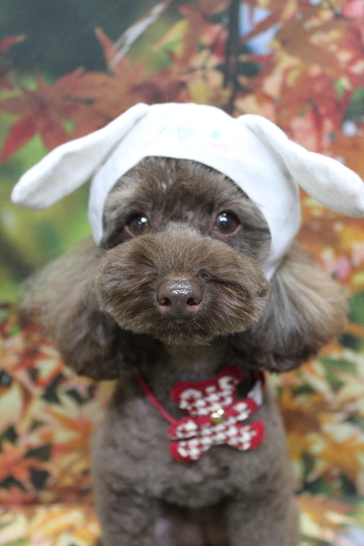 千葉県市川市のトイプードルのトリミング画像