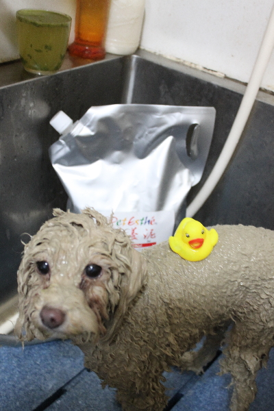 千葉県船橋市のトイプードルの泥パック画像