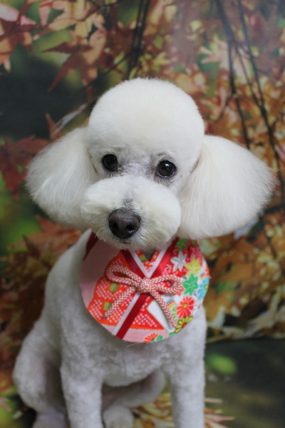 千葉県鎌ヶ谷市のトイプードルのトリミング画像